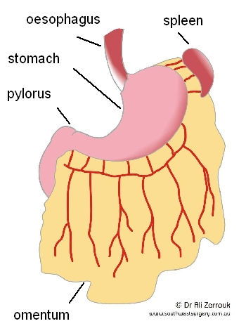 Sleeve Gastrectomy - Normal Anatomy